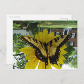 Carte Postale Viceroy Butterlfy (Devant / Derrière)