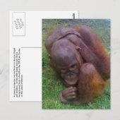 Carte Postale Victimes du commerce illégal de animaux de compagn (Devant / Derrière)