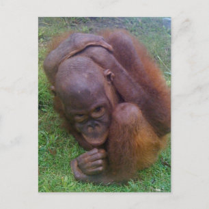 Carte Postale Victimes du commerce illégal de animaux de compagn