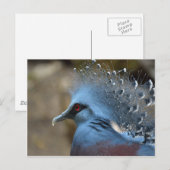 Carte Postale Victoria Crowne Pigeon (Devant / Derrière)
