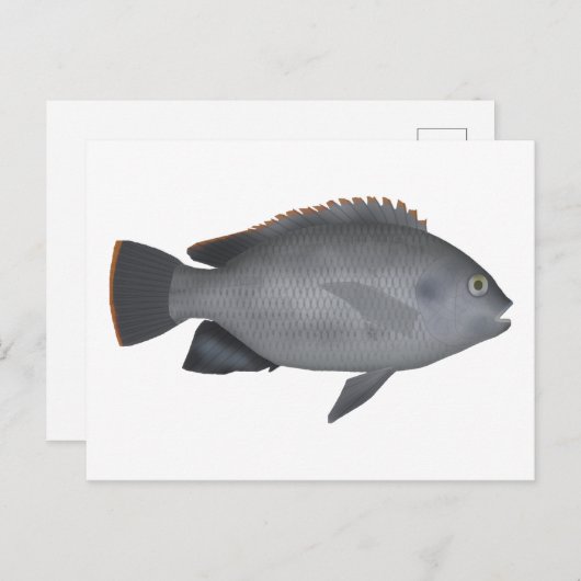 Carte Postale Victoria Tilapia (Devant / Derrière)