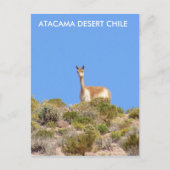 Carte Postale Vicuna Atacama Desert, Chile Postcard - Vertical (Devant)