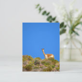 Carte Postale vicuña camelide bleu (Debout devant)
