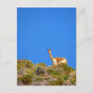 Carte Postale vicuña camelide bleu
