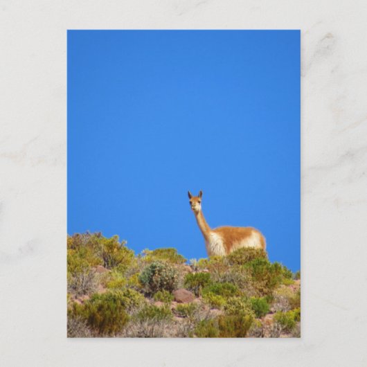 Carte Postale vicuña camelide bleu (Devant)