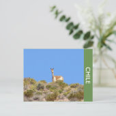 Carte postale Vicuna Llama Chile (Debout devant)