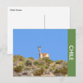 Carte postale Vicuna Llama Chile (Devant / Derrière)
