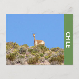 Carte postale Vicuna Llama Chile