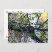 Carte postale vide de nid (Devant / Derrière)