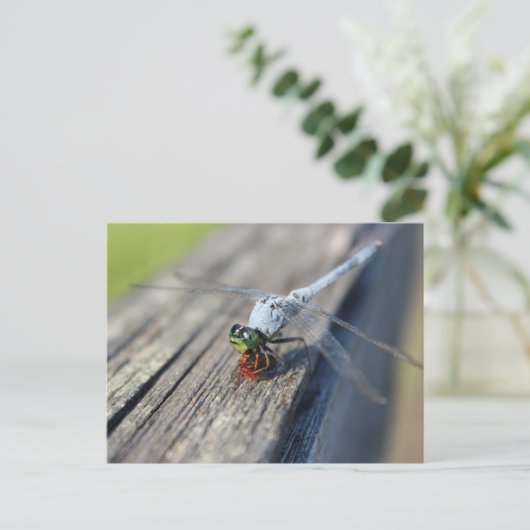 Carte postale Vide Dragonfly (Debout devant)