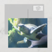 Carte Postale vie aquarium (Devant / Derrière)