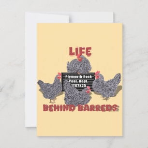 Carte Postale Vie derrière les Barreds (Plymouth Barred Rock Hen