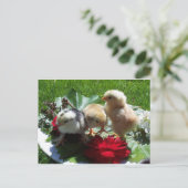 Carte Postale vie drôles petits oiseaux (Debout devant)