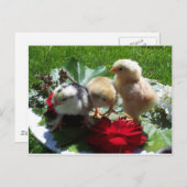 Carte Postale vie drôles petits oiseaux (Devant / Derrière)