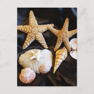 Carte Postale vie marine de coquillages d'étoiles de mer