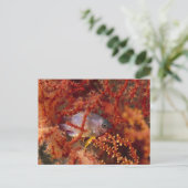 Carte Postale Vie marine - poisson (Debout devant)