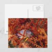 Carte Postale Vie marine - poisson (Devant / Derrière)