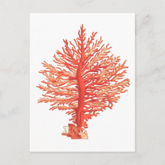 CARTE POSTALE VIE MARINE "SEACORAL" (Devant)