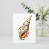 CARTE POSTALE VIE MARINE "SEATRUMPET" (Debout devant)