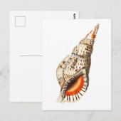 CARTE POSTALE VIE MARINE "SEATRUMPET" (Devant / Derrière)