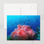 Carte Postale Vie marine tropicale Corail anémoné rose (Devant / Derrière)