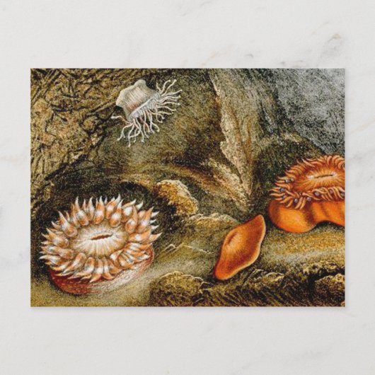 Carte Postale Vie maritime vintage (Devant)