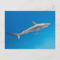 Vie sous-marine : Carcharhinus perezi nager dans