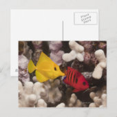 Carte Postale Vie sous-marine; POISSON : Un Tang Jaune (Zebrasom (Devant / Derrière)