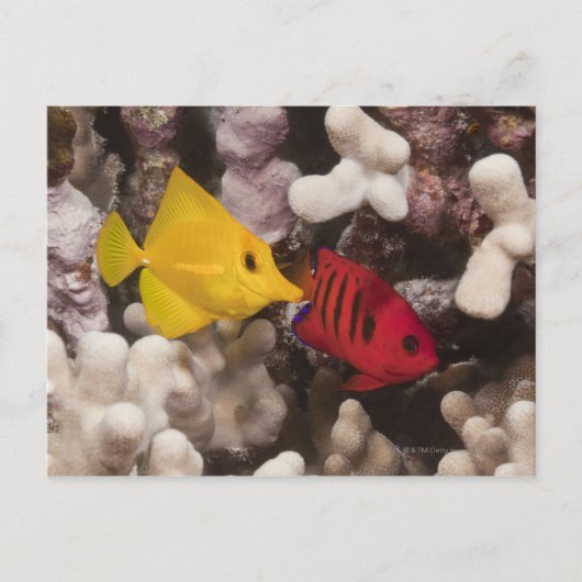 Carte Postale Vie sous-marine; POISSON : Un Tang Jaune (Zebrasom (Devant)