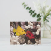 Carte Postale Vie sous-marine; POISSON : Un Tang Jaune (Zebrasom (Debout devant)