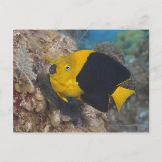 Carte Postale Vie sous-marine, POISSON : Une beauté rocheuse col (Devant)
