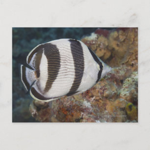 Carte Postale Vie sous-marine; POISSONS : Un poisson papillon ba