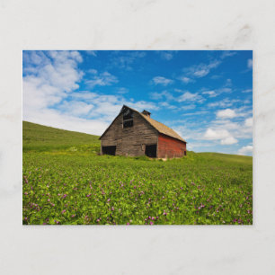 Carte Postale Vieille grange rouge dans un champ de pois chiches