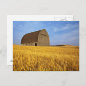 Carte Postale Vieille grange rustique dans le champ de blé matur (Devant / Derrière)