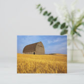 Carte Postale Vieille grange rustique dans le champ de blé matur (Debout devant)