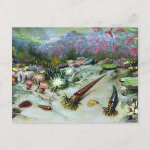 Carte Postale Vieille vie marine océanique - Coquillages, poisso