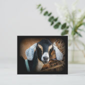 Carte Postale Vielle chèvre Portrait nubien Photo (Debout devant)