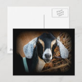 Carte Postale Vielle chèvre Portrait nubien Photo (Devant / Derrière)