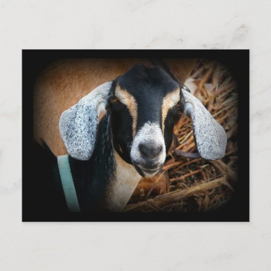 Carte Postale Vielle chèvre Portrait nubien Photo (Devant)