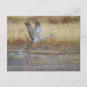 Carte Postale viens voler avec moi