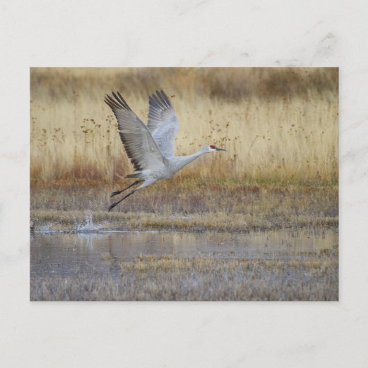 Carte Postale viens voler avec moi (Devant)