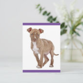 Carte postale vierge avec chiot Pit Bull (Debout devant)