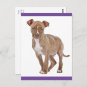 Carte postale vierge avec chiot Pit Bull (Devant / Derrière)