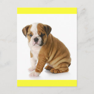 Carte postale vierge Chien chiot Bouledogue anglai