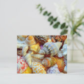 Carte postale vierge colorée de coquillages (Debout devant)