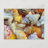 Carte postale vierge colorée de coquillages (Devant)