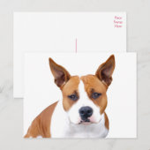 Carte postale vierge de chiot Pit Bull (Devant / Derrière)