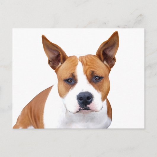 Carte postale vierge de chiot Pit Bull (Devant)