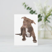 Carte postale vierge de chiot Pit Bull (Debout devant)