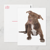Carte postale vierge de chiot Pit Bull (Devant / Derrière)